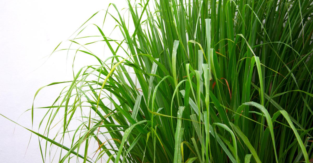lemongrass