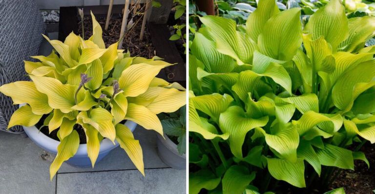 The One Hosta Variety Ohio Gardeners Recommend For Heat That Many People Have Never Tried