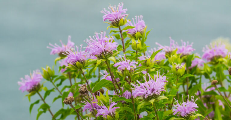 The One Indiana Plant Tick-Conscious Gardeners Should Already Be Growing