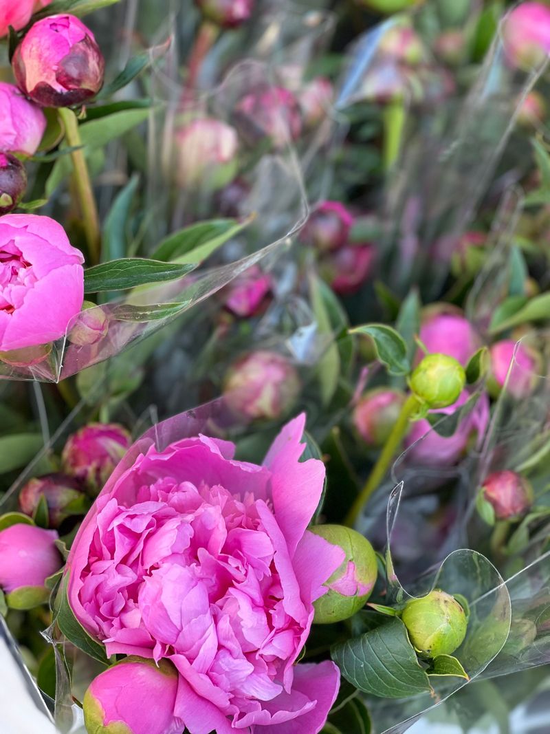 The One June Task That Keeps Minnesota Peonies Blooming Year After Year The One June Task That Keeps Minnesota Peonies Blooming Year After Year