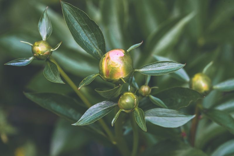 The One June Task That Keeps Minnesota Peonies Blooming Year After Year The One June Task That Keeps Minnesota Peonies Blooming Year After Year