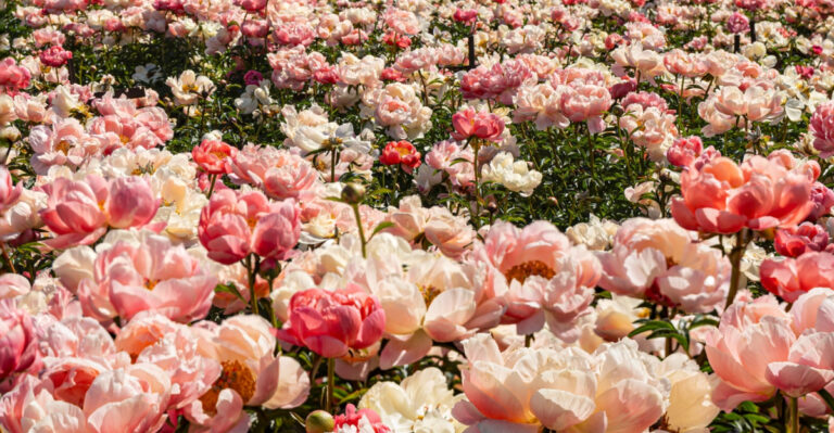 The One June Task That Keeps Minnesota Peonies Blooming Year After Year