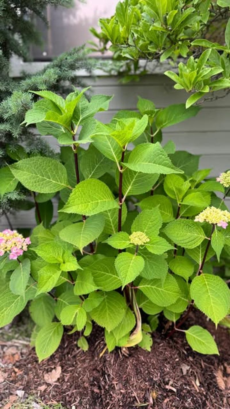 The One Mulching Mistake That Causes Problems