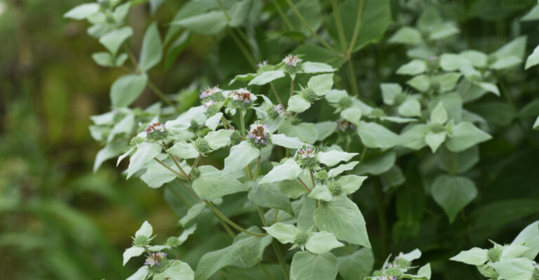 mountain mint