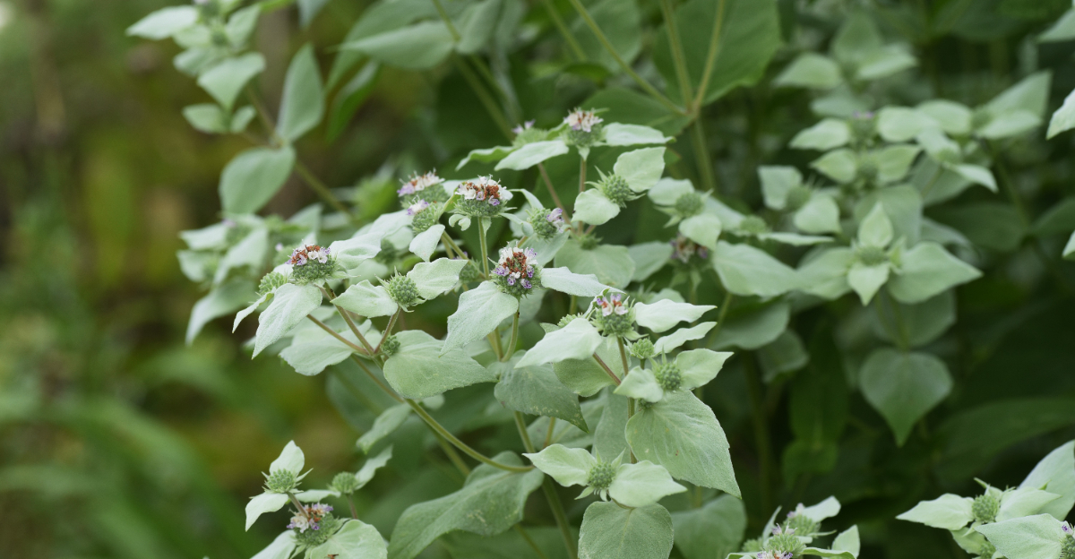 mountain mint