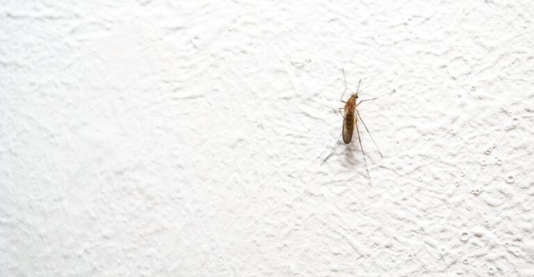 mosquito on wall