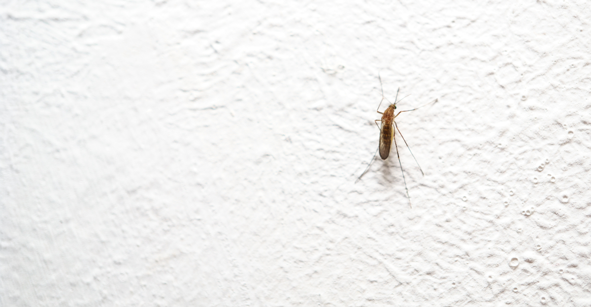 mosquito on wall