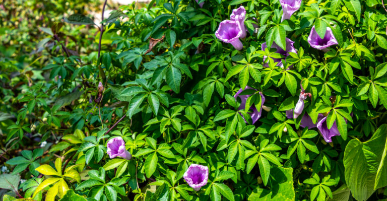 Image Credit: © Arkadij Schell / Shutterstock