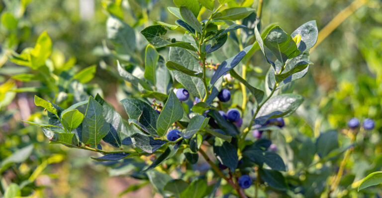 blueberry