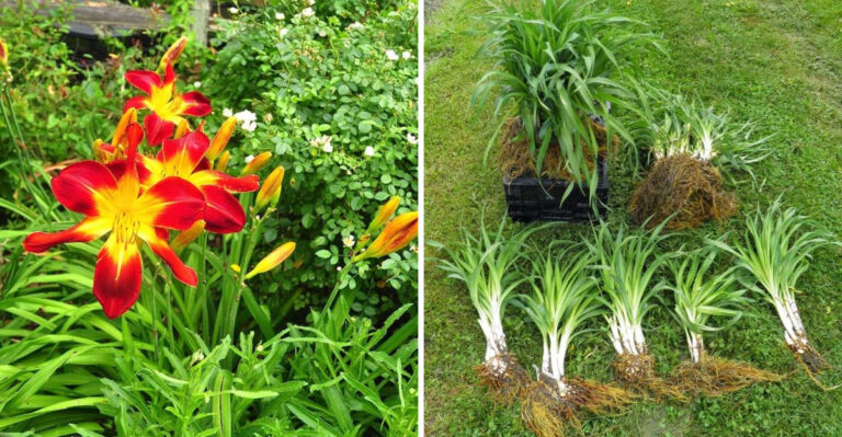 The One Task Pennsylvania Daylilies Need After Blooming Or They’ll Decline