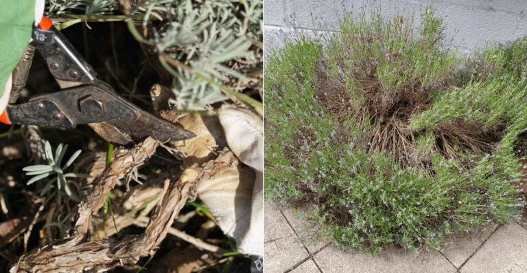 The One Thing California Lavender Needs In July To Keep From Turning Woody