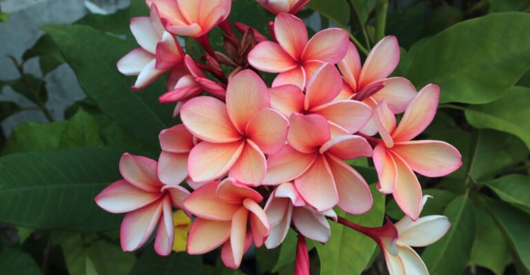 The One Thing California Plumeria Owners Skip In July That Weakens Summer Blooms