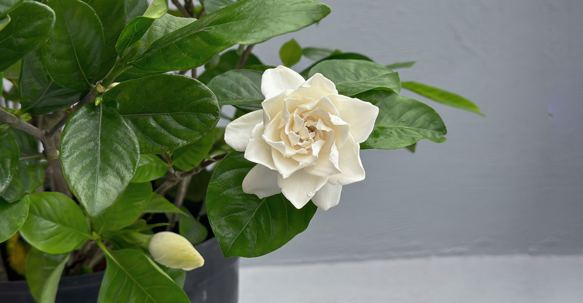 gardenia