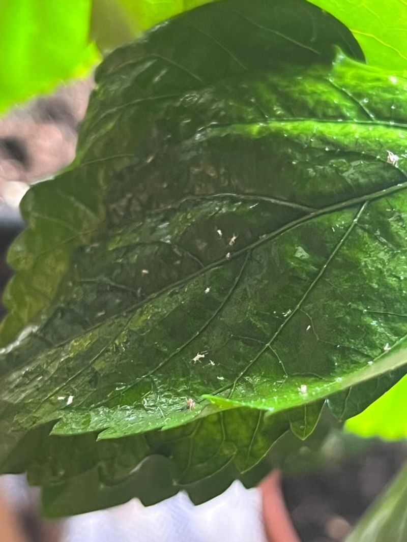 The One Thing Florida Hibiscus Owners Skip In June That Ruins Blooms By August The One Thing Florida Hibiscus Owners Skip In June That Ruins Blooms By August