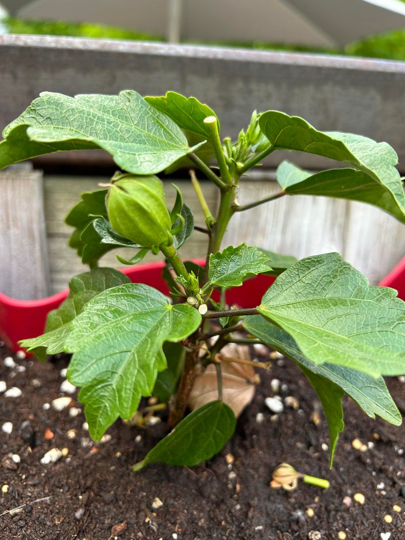 The One Thing Florida Hibiscus Owners Skip In June That Ruins Blooms By August The One Thing Florida Hibiscus Owners Skip In June That Ruins Blooms By August