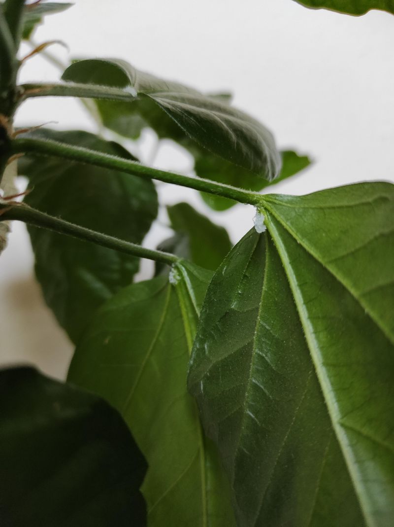 The One Thing Florida Hibiscus Owners Skip In June That Ruins Blooms By August The One Thing Florida Hibiscus Owners Skip In June That Ruins Blooms By August