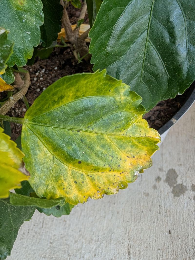 The One Thing Florida Hibiscus Owners Skip In June That Ruins Blooms By August The One Thing Florida Hibiscus Owners Skip In June That Ruins Blooms By August