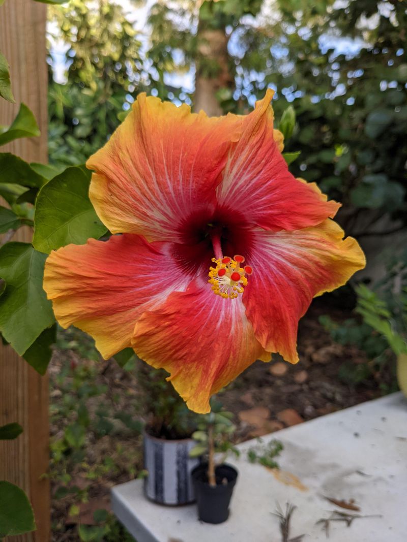The One Thing Florida Hibiscus Owners Skip In June That Ruins Blooms By August The One Thing Florida Hibiscus Owners Skip In June That Ruins Blooms By August