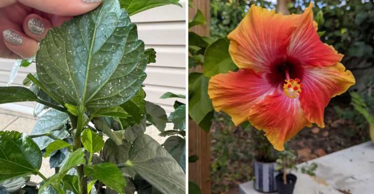 The One Thing Florida Hibiscus Owners Skip In June That Ruins Blooms By August