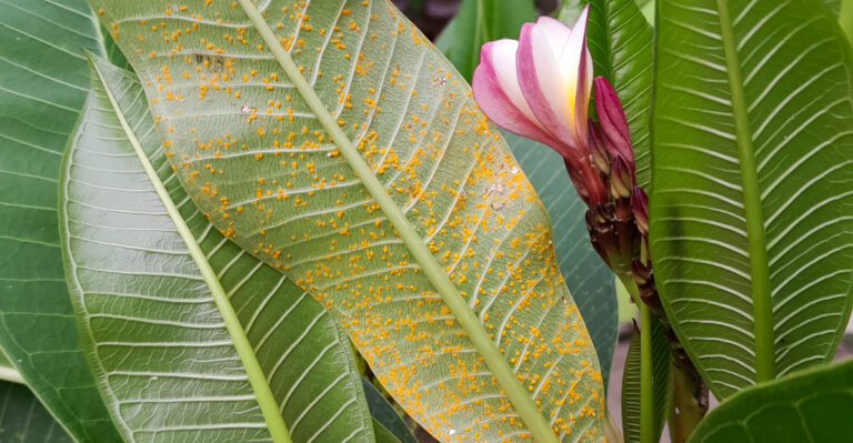 plumeria rust