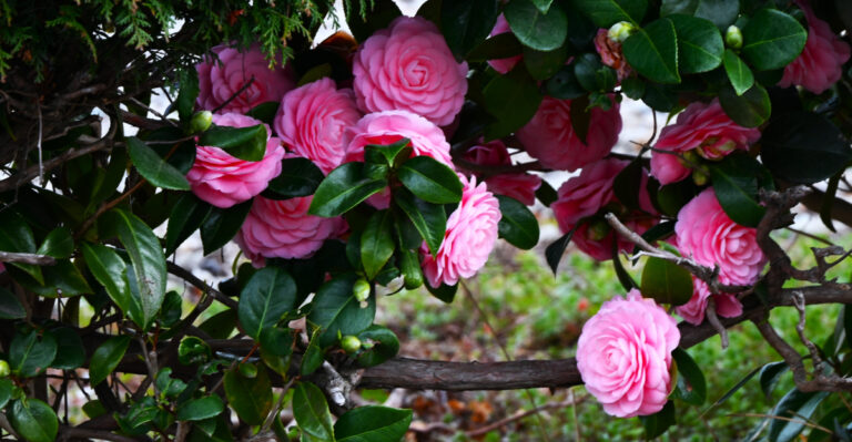 Camellia (featured image)