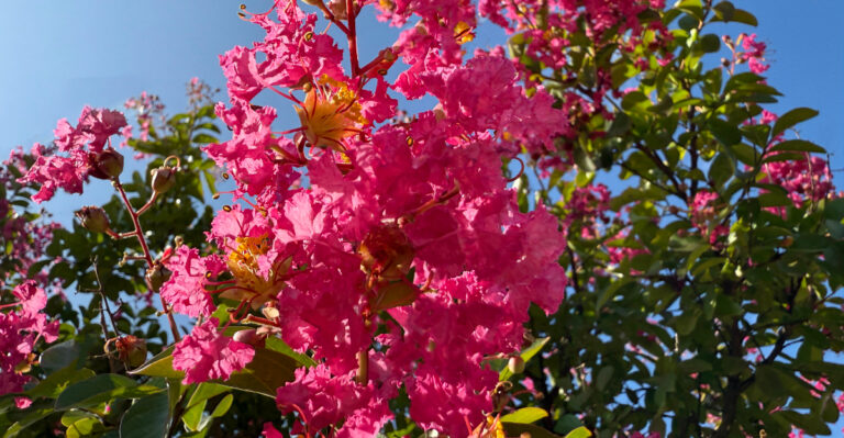 crape myrtle (featured image)