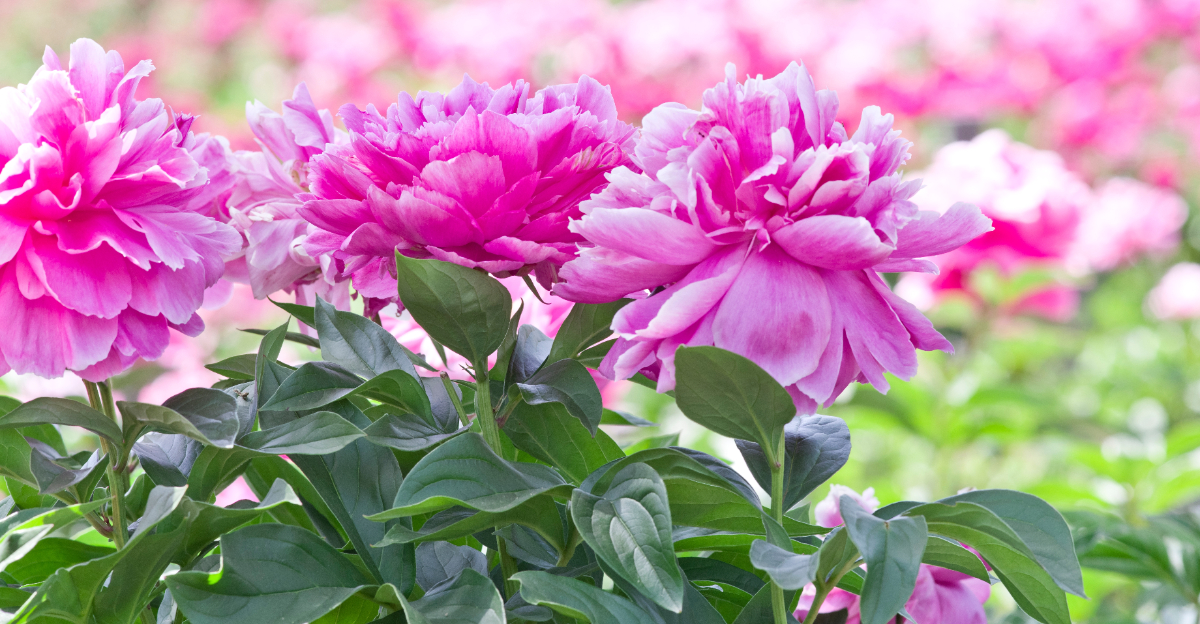 Peonies (featured image)
