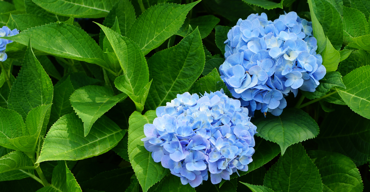 Hydrangea (featured image)