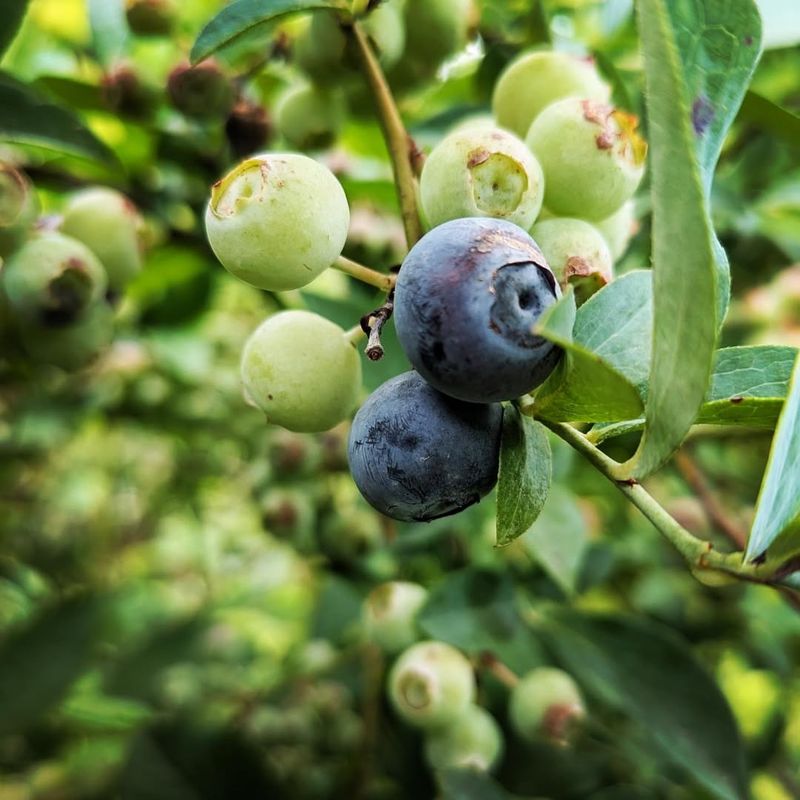 The One Thing Is Removing Leftover Ripe And Ripening Fruit