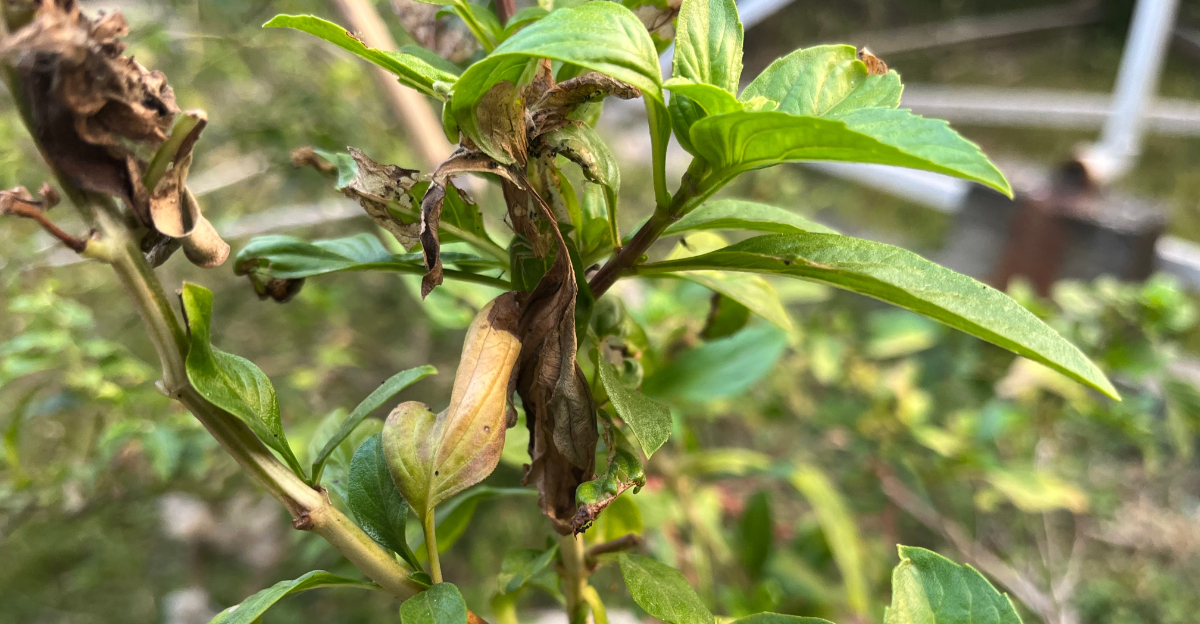 basil downy mildew