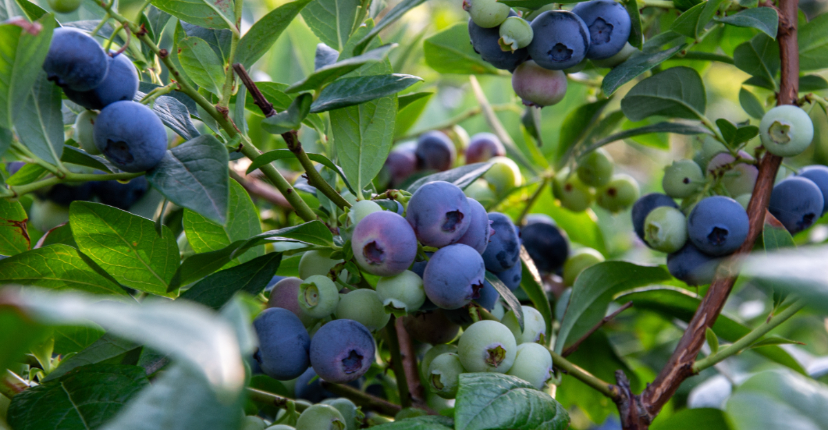 blueberry
