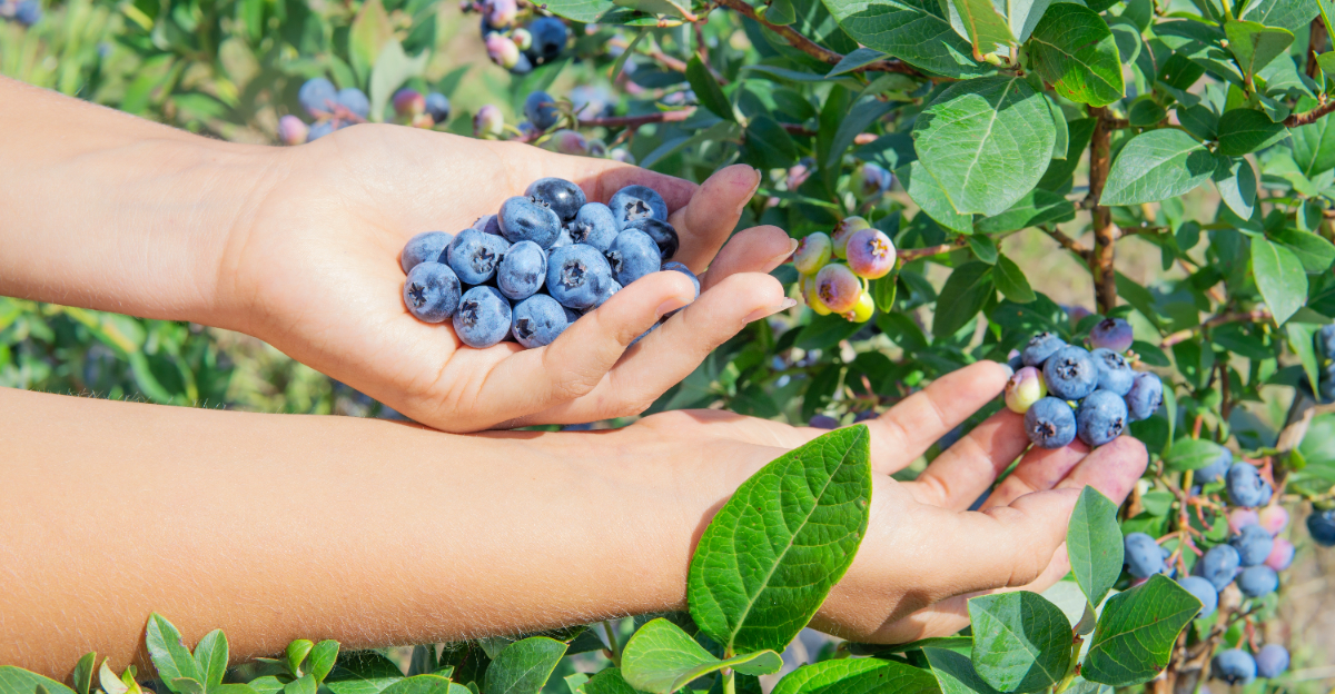 blueberry harvest