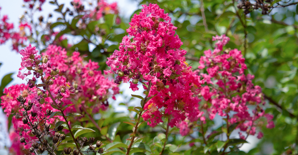 crape myrtle