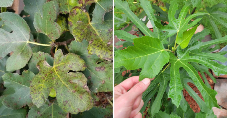 The One Thing North Carolina Fig Trees Need In June Or Rust Will Spread To Every Leaf By August