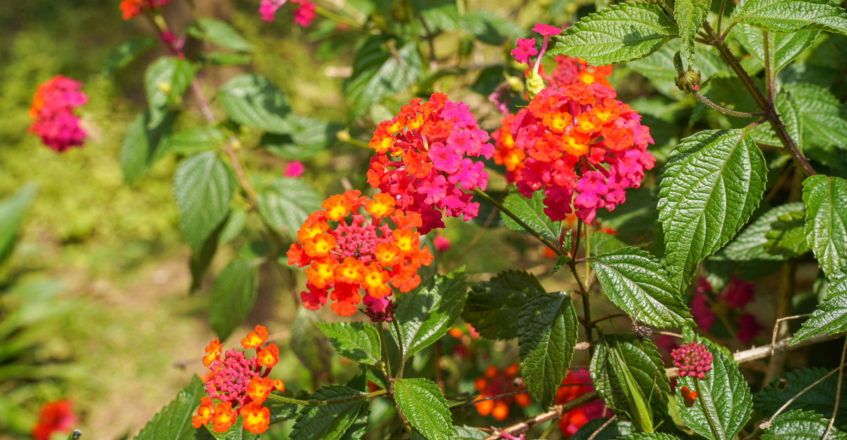 lantana