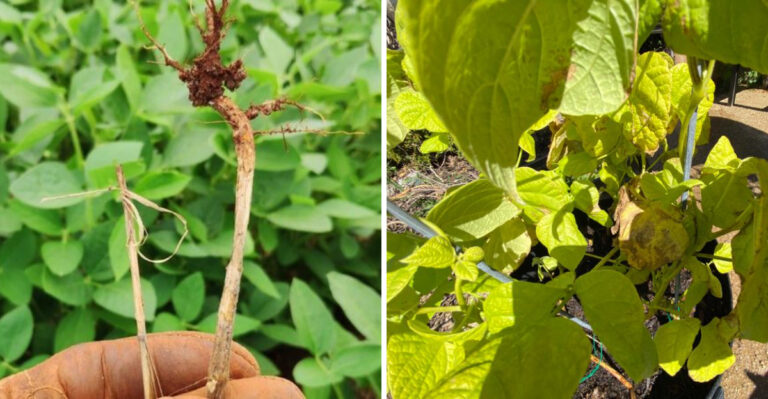 The One Thing North Carolina Green Beans Need In June Or Root Rot Will Take Out The Whole Row