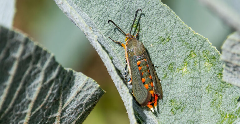 squash vine borer