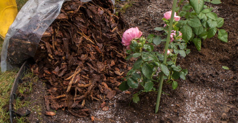 The One Thing Oregon Gardeners Should Do To Their Soil Before July Hits