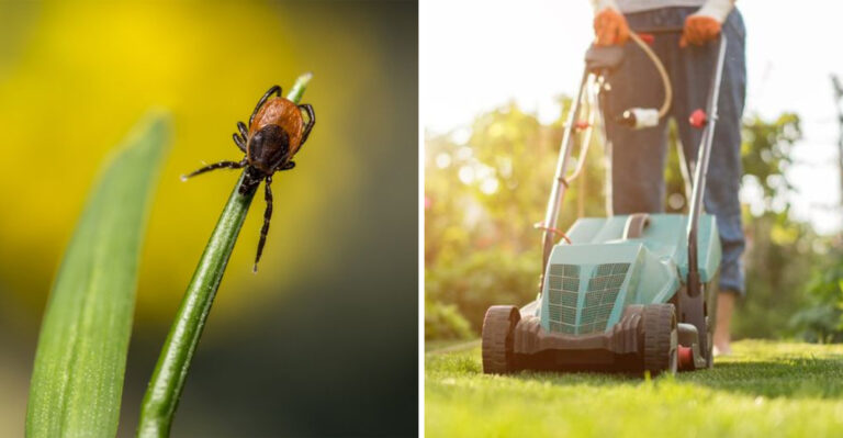 The One Thing Pennsylvania Gardeners Should Do To Their Lawn Right Now To Reduce Tick Habitat