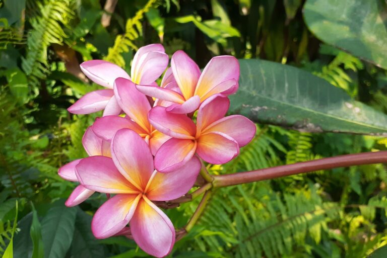 plumeria