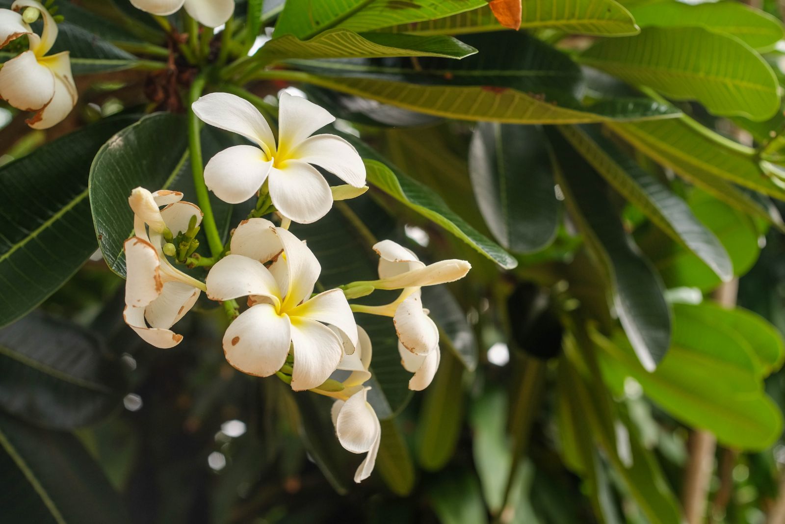 plumeria