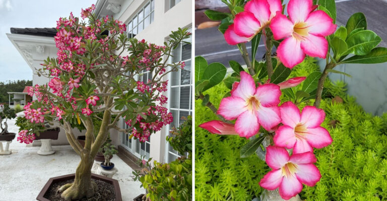 The One Thing To Do With Your Florida Desert Rose In June To Keep It Blooming