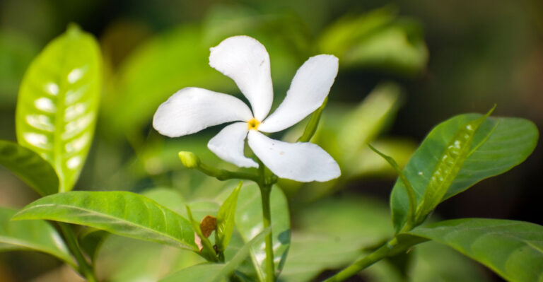 The One Thing You Must Do To Crepe Jasmine In North Carolina Before The Humidity Sets In