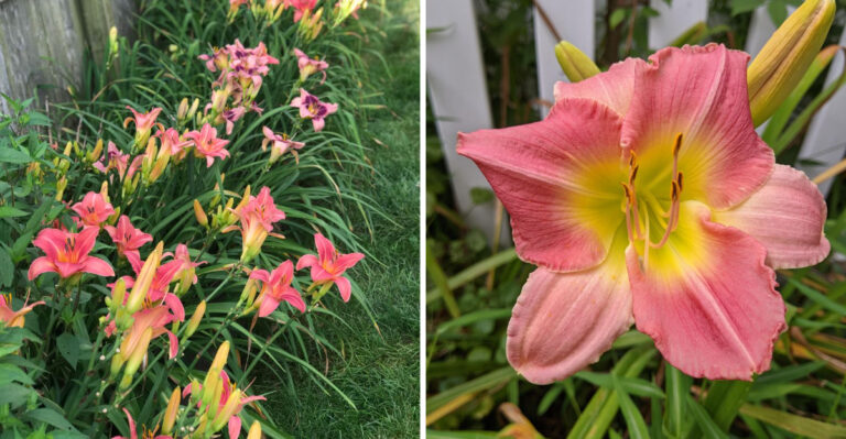 The One Thing You Must Do To North Carolina Daylilies Right After They Bloom Or They’ll Decline Every Year