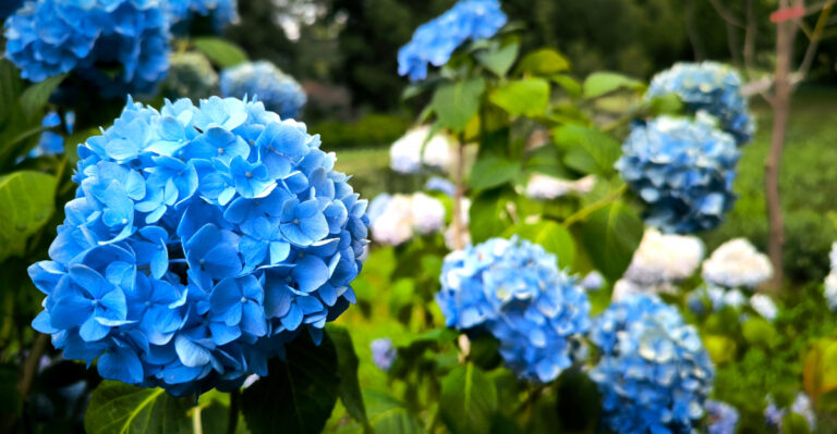 endless summer hydrangea