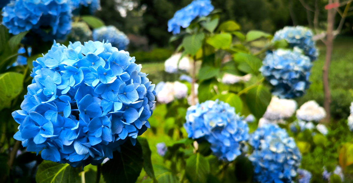 endless summer hydrangea