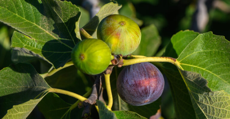 The One Thing You Must Do To North Carolina Fig Trees In July Before The Second Flush Of Fruit Sets