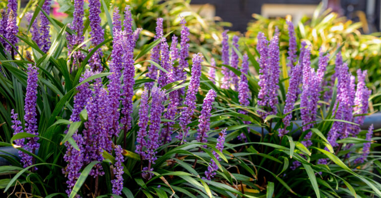 liriope