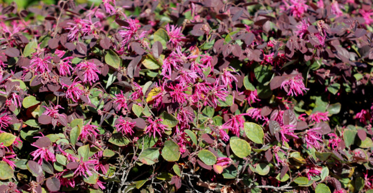 loropetalum