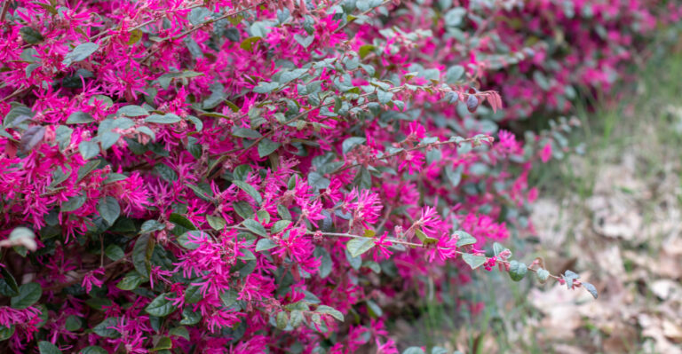 pink loropetalum